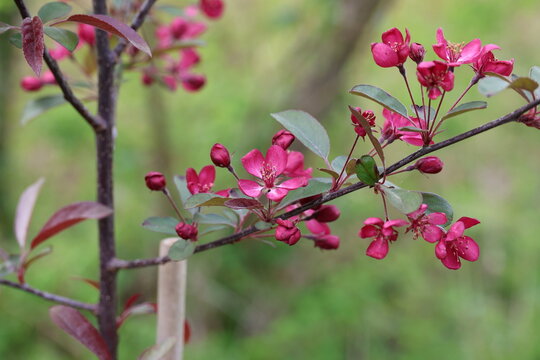 Malus 'Freja'. Deep pink crab apple flowers with new purple green leaves in the background in spring. 