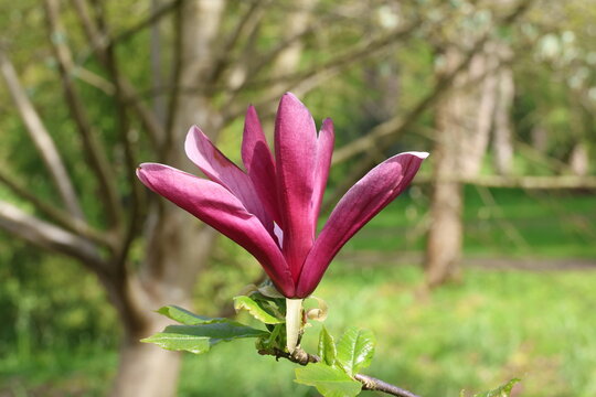 Magnolia liliiflora 'Nigra'. Single close up of black lily magnolia flower with deep purple external tepals and paler internal creamy-white with purple marks