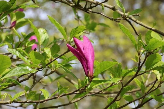 Magnolia 'Jane', Close up of single closed deep purple pink magnolia flower showing external tepal colour