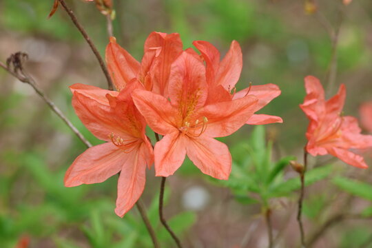Rhododendron molle subsp. japonicum, close up of gorgeous orange rhododendron flowers in spring.  Synonym Azalea japonica, Rhododendron japonicum - exact name varies with authority! 