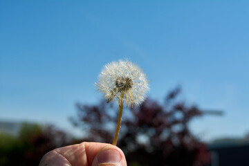Fototapeta premium A close up of a blowball dandelion held by a hand in the bright sunlight of Viladecans showing the intricate details of the pappus against a soft bokeh background of garden trees