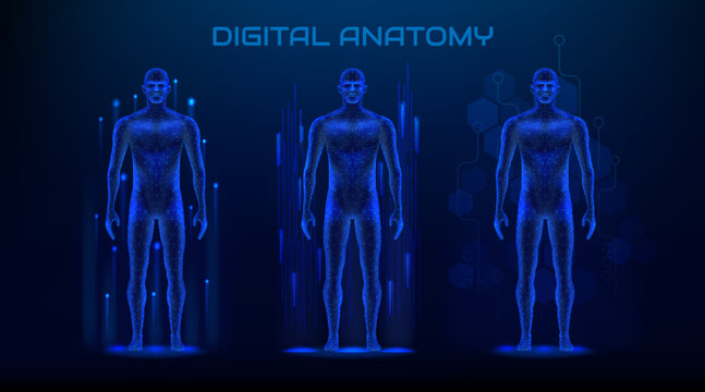 3d human body. Anatomy medical silhouette visualization, digital ai man health tech. Muscle person figure, male model biometric mapping. Diagnostics simulation. Vector abstract concept