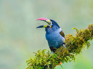 Fototapeta premium Gray-breasted Mountain-Toucan perched on mossy branch in Colombia forest