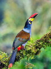 Fototapeta premium Gray-breasted Mountain-Toucan Perched on Mossy Branch in Colombian Cloud Forest