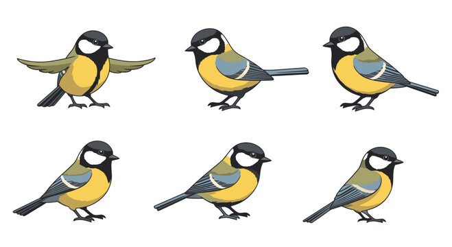Set of Great Tits Birds in Different Poses, Vector Illustration, Isolated on White Background, Graphic Resources