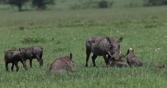 A family of warthog taking a mud bath and resting to get rid of mid-day sun in african savannah at masai mara