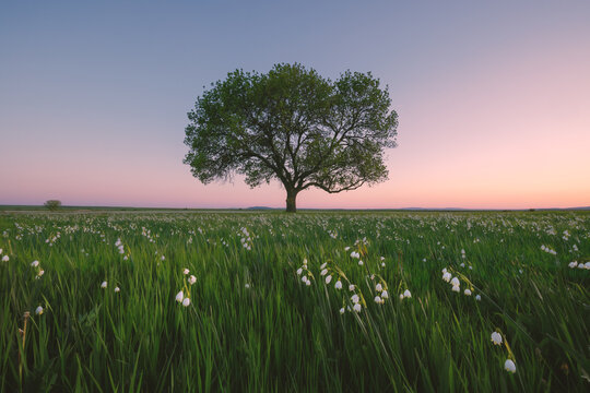 Summer Snowflake Flowers in a Green Meadow with a Lone Tree at Sunset