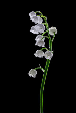 Lily of the Valley Stem With White Bell Flowers and Dew On Black Background