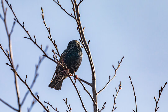 An ordinary starling on the bare branches of a tree against a blue sky