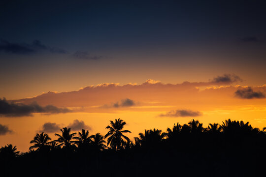 Tropical Palm Silhouette at Golden Sunset