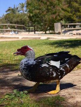 Muscovy duck with distinctive red facial caruncles walking on the ground.