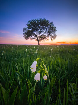 Summer Snowflake Flowers in a Green Meadow with a Lone Tree at Sunset