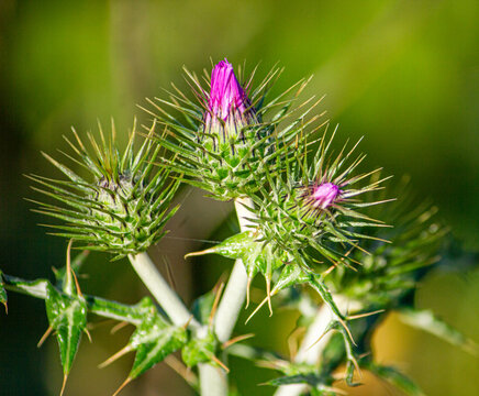 cardo em flor