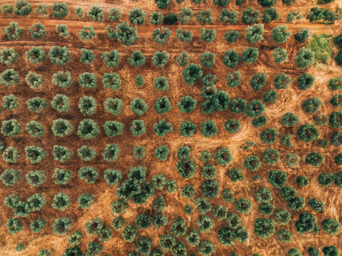 Aerial View of Olive Tree Plantation in Sunny Rural Landscape