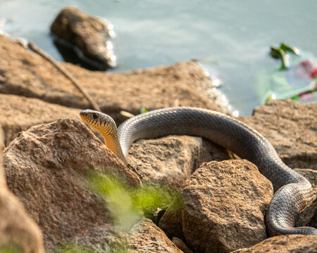 snake on the ground