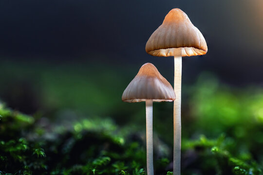 Macro of Fungi growing in the forest, Mycena, saprotrophic mushrooms