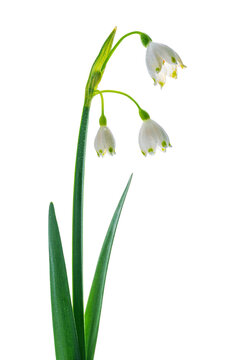Macro of Summer Snowflake Flowers with Water Drops on White Background