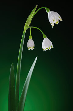 Macro of Summer Snowflake Flowers with Water Drops on Dark Green Background