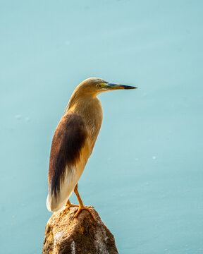 great blue heron