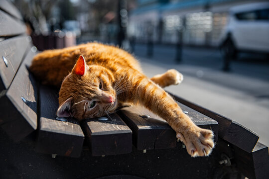 A ginger cat on a bench in the city