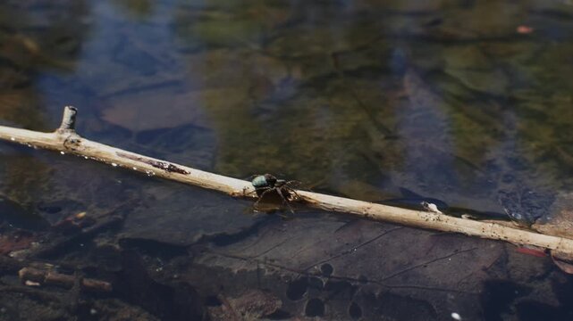 Spotted wolf spider, pardosa amentata floating on stick with spider eggs sac. Wildlife Czech background