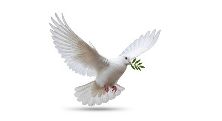 Fototapeta premium White dove flying with olive branch, peaceful bird in flight, symbolic white pigeon carrying green leaves for hope and harmony isolated on White Background