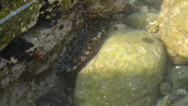 Sea hare known as Gunso a unique seafood ingredient in the South Sea 남해 바다 고급 해산물 식재료 군소