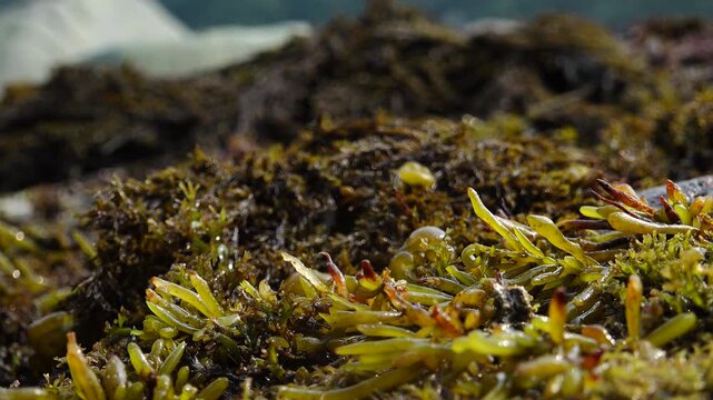 Harvesting Wild Brown Alga Hijiki - 섬마을 바다 자연산 톳 채취