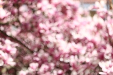 Fototapeta premium Blurred view of beautiful magnolia blossoms outdoors
