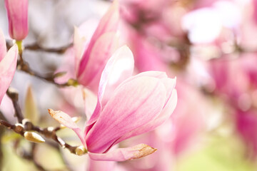 Obraz premium Branches of beautiful magnolia tree with pink blossoms outdoors, closeup. Space for text