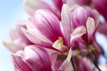 Fototapeta premium Beautiful blossoms of magnolia tree against light background, closeup