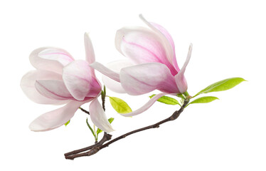 Obraz premium Beautiful blossoms of magnolia tree isolated on white
