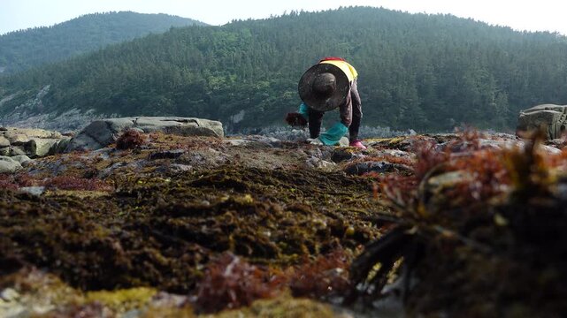 Resident Gathering Seaweed and Seafood 섬마을 주민의 해초와 해산물 채취 모습