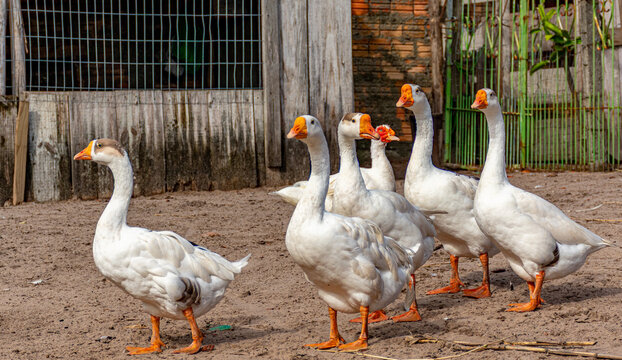 patos brancos no quintal