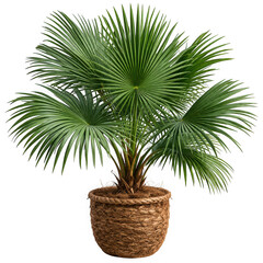 Obraz premium Potted fan palm plant in a brown wicker basket as cut out PNG isolated on transparent background