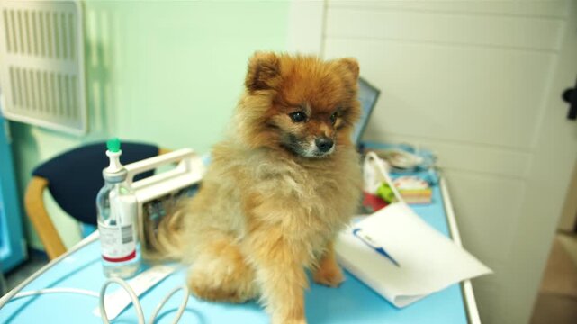 Closeup of pomeranian spitz during diagnostic checkup. Hand of female vet preparing medical instruments and body thermometer for curious fluffy dog on blue exam table. Animal clinic setting