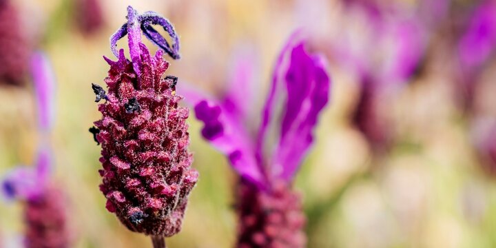 Lavandula stoechas flowers. Lavandula stoechas, the Spanish lavender, topped lavender or French lavender is a species of lavender native to the Mediterranean Basin. Madrid, Comunidad de madrid, Spain