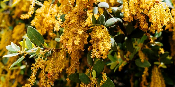 Mature male catkins. Quercus ilex, the holly oak, also evergreen oak, is a large evergreen oak native to the Mediterranean region. 