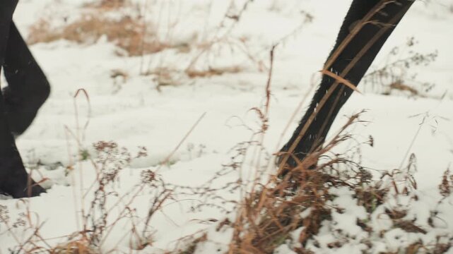 Horses walk gracefully over snowy plains during winter. Black horse moves softly through snow during cold months. Quiet beauty of winter is highlighted by horses walking through snowy open fields
