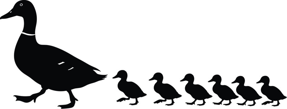 Duck and ducklings silhouette walking in line isolated on white background, family, parenting and wildlife concept illustration