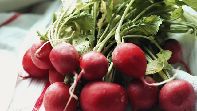 Close-up of a hand stacking and arranging fresh organic red radishes on a white towel, preparing for healthy salad at home, 4k.