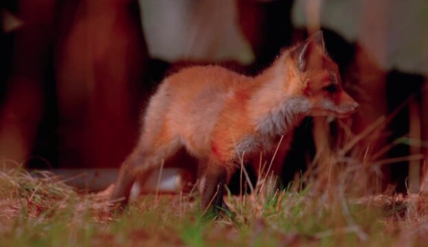 red fox vulpes