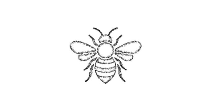 Sketch bee icon animation - smooth progressive reveal