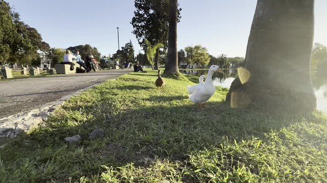 Patos, parque, cesped, naturaleza, Ducks, park, grass, nature