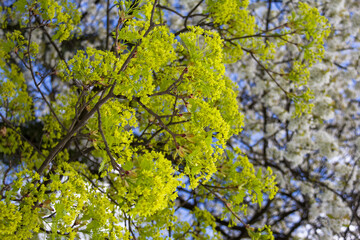 Obraz premium Beautiful spring contrast of white blooming cherry tree and yellow green maple flowers against blue sky