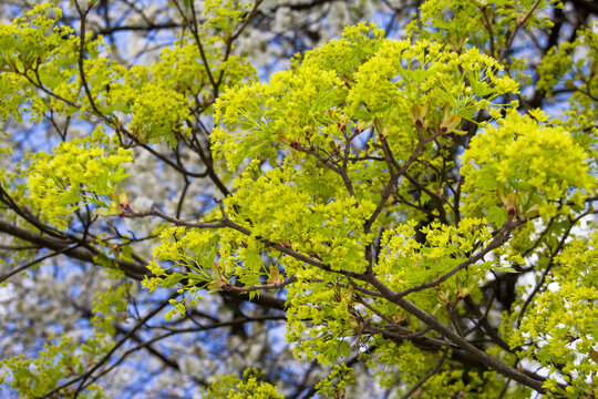 Beautiful spring contrast of white blooming cherry tree and yellow green maple flowers against blue sky