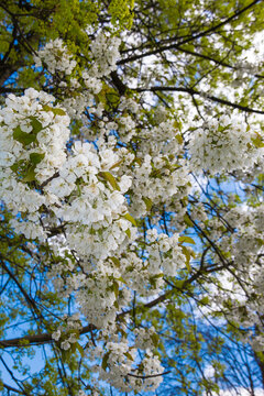 Beautiful spring contrast of white blooming cherry tree and yellow green maple flowers against blue sky