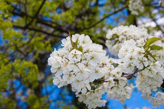 Beautiful spring contrast of white blooming cherry tree and yellow green maple flowers against blue sky