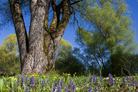 Majestic old tree trunk in a sunny spring park with blue bugleweed and yellow dandelions flowers on green grass
