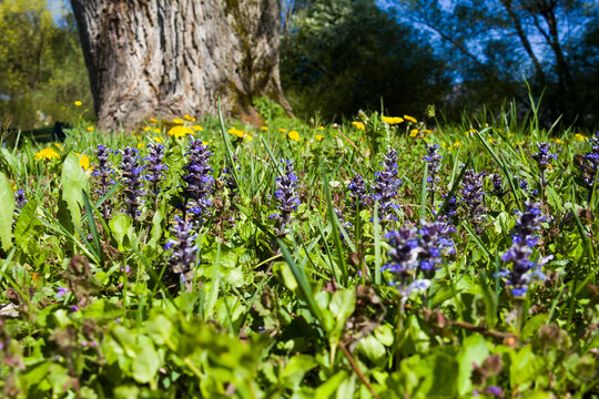 Majestic old tree trunk in a sunny spring park with blue bugleweed and yellow dandelions flowers on green grass